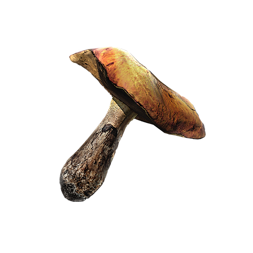 Tarspore